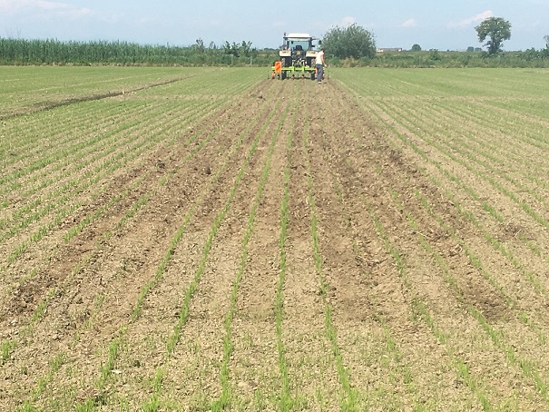 Diserbatrice meccanica - Agricoltura Biologica