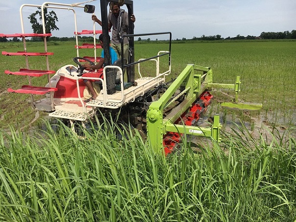 Fresa per trapiantatrice - Agricoltura Biologica